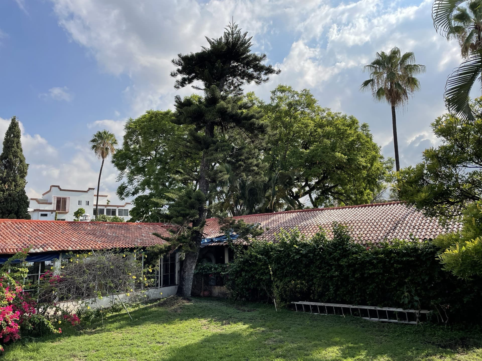 Garden with trees and tiled roof