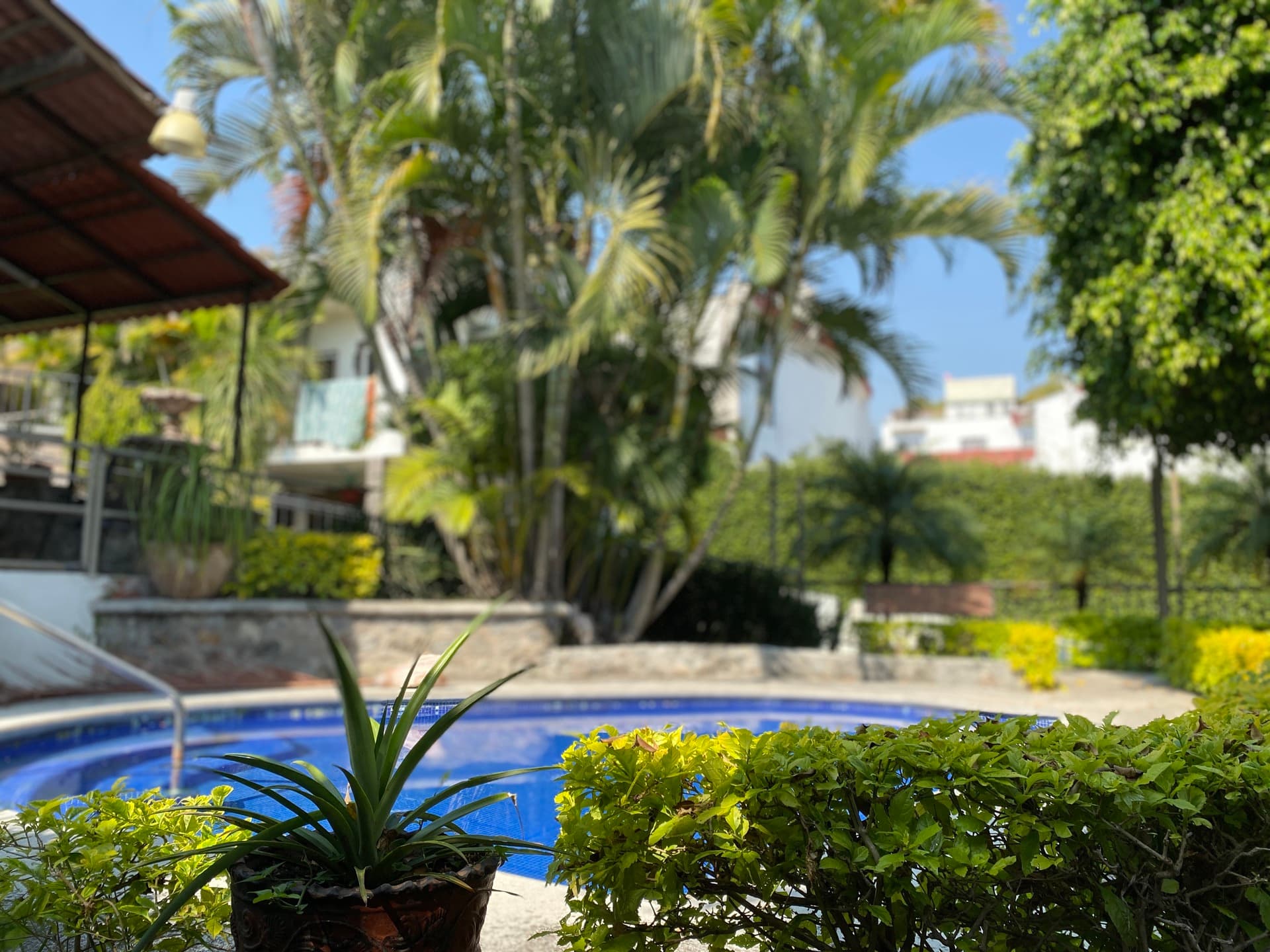 Pool among palms and garden